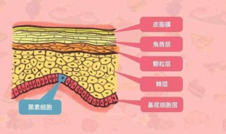 胶原蛋白是什么 胶原蛋白是什么意思