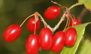 辟邪翁是什么植物 重陽為什么佩戴茱萸