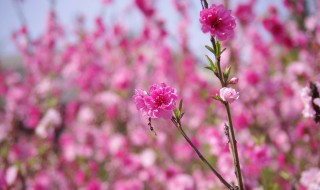 形容桃花的优美句子 形容桃花的优美句子推荐