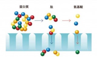 肽什么作用 肽作用是什么