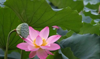 莲花莲蓬的寓意是什么 莲花莲蓬有什么寓意