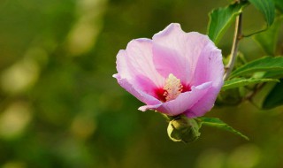 木錦花怎么養(yǎng)殖方法 木錦花養(yǎng)殖方法簡述