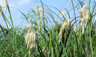 種植蟲(chóng)蘆草方法 蟲(chóng)蘆草的種植方法