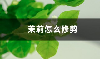 茉莉花剪枝的方法 4种修剪技巧让茉莉花快速爆盆