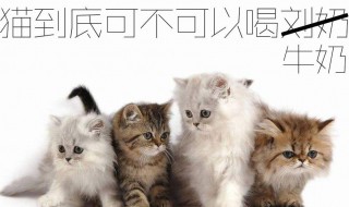 猫可以喝纯牛奶吗 我来告诉你