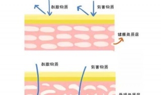 什么是半角质 四要点告诉你