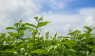 茉莉花茶有哪些种类 茉莉花茶有三种种类