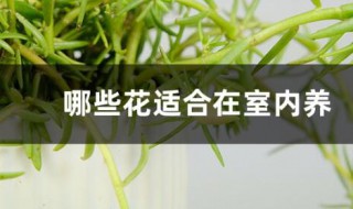 室内养的花有哪些 什么花适合在室内养