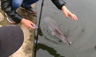 鲶鱼怎么钓 想让鲶鱼上钩必须知道的几件事