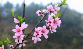 增加桃花运最灵的方法 增加桃花运的方法介绍