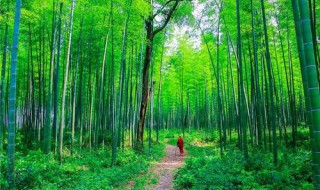 梦见竹林是什么意思 梦见竹林预示着什么