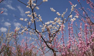 阳光明媚是描写什么季节的 阳光明媚是春季吗