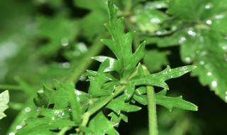 异叶茴芹介绍 异叶茴芹简介