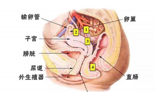 女性生理周期多少天 月经周期多少天才算正常?