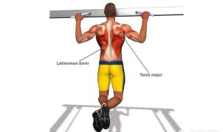单杠引体向上锻炼哪些肌肉 锻炼目的