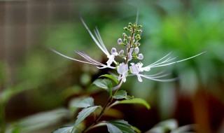 猫须草的功效与作用 猫须草有什么功效与作用