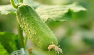 黄瓜种植技术及时间 黄瓜怎么种植