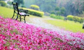 无可奈何花落去的意思 无可奈何花落去出自哪里