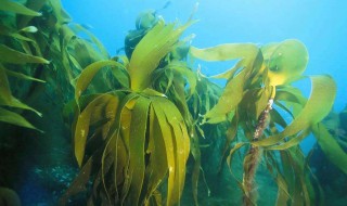 海草去泥沙方法 海草做什么好吃