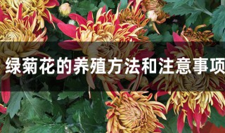 綠色菊花種植方法 綠菊花的養(yǎng)殖方法和注意事項(xiàng)