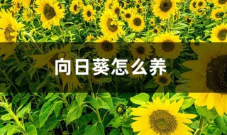 向日葵養(yǎng)護(hù)方法 向日葵的養(yǎng)殖方法介紹