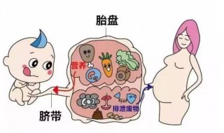 为何胎盘不能亲人吃 为什么胎盘不能亲人吃