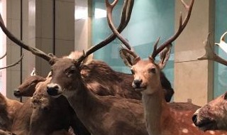 國家動物博物館什么意思 國家動物博物館的意思是什么