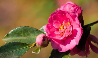 茶花與茶梅的區(qū)別 這些區(qū)別你需知道