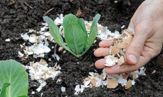 家里种花用什么肥料 家里种花用什么肥料好