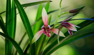 兰花怎么种植 种植兰花方法