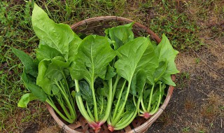 新鲜的菠菜怎么保存 菠菜保存方法