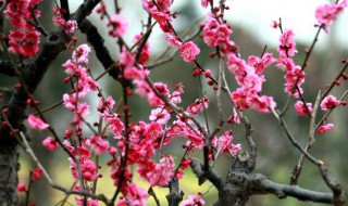 梅花其二这首诗怎么写 梅花其二这首诗介绍