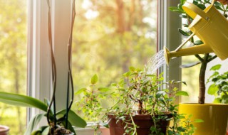 室内驱蚊植物排行榜 有什么室内驱蚊植物