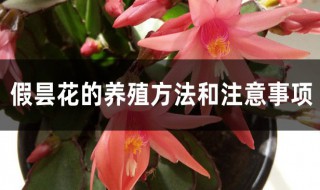 假昙花的养殖方法是什么 假昙花的养殖方法介绍