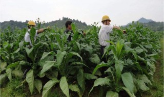 蠶桑栽植方法 蠶桑栽植方法說明