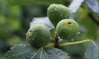 無(wú)花果的收獲方法 無(wú)花果的采收及采后處理方法