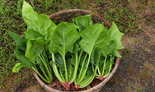 小炒菠菜怎么做 家常菜小炒菠菜的方法