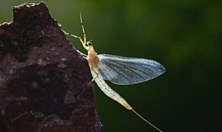 蜉蝣為什么要比喻愛情 蜉蝣介紹