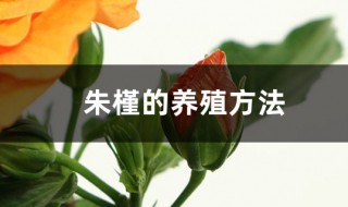 朱槿花培植方法 朱槿的養(yǎng)殖方法介紹