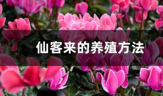 仙客來(lái)養(yǎng)殖的方法 仙客來(lái)養(yǎng)殖的方法和注意事項(xiàng)