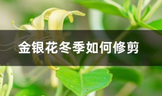 金銀花冬剪技巧 金銀花冬季如何修剪