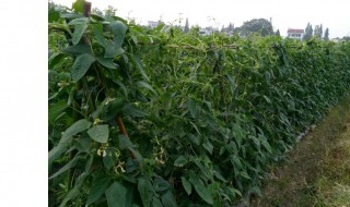 豆角种植技术与管理 如何种植豆角