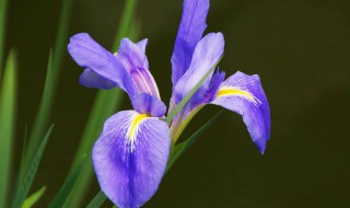 藍(lán)色的花代表什么意思 藍(lán)色的花象征著什么