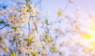 春天賞花的心情短語 春天賞花的心情短語推薦