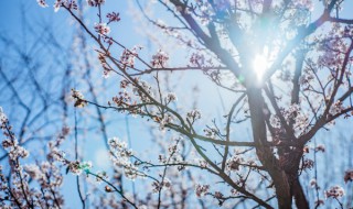 遙知不是雪的遙是什么意思 遙知不是雪的遙意思簡述