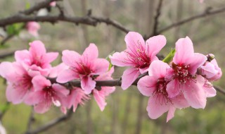 大门口种什么花能旺财 在门口种什么花可以旺财