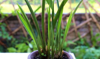 蘭花栽培消毒方法 蘭花栽培怎樣消毒