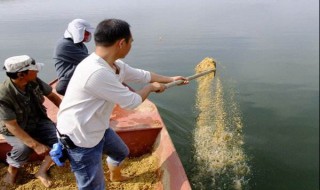 鱼塘打窝方法 鱼塘怎么打窝