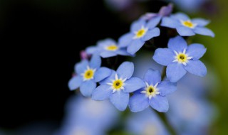 什么花的花語是友誼 代表友誼的花有哪些