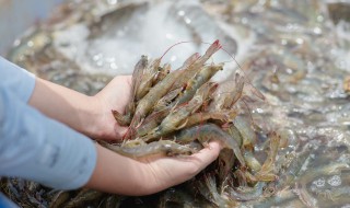 炸虾的制作方法和步骤 如何制作油炸大虾